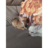 Chihuahua Fêmea Pelo Curto