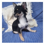 Chihuahua Fêmea Pelo Longo bem Pequenina