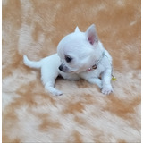 Chihuahua Femea Super Micrinho