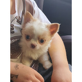 Chihuahua Filhote Femea Pelo Longo
