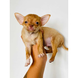 Chihuahua Filhote Macho Pelo Curto