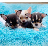 Chihuahua Filhotes Belíssimos Disponíveis