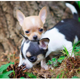Chihuahua Filhotes Pelo Curto Belíssimos