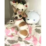Chihuahua Linda Filhote Fêmea