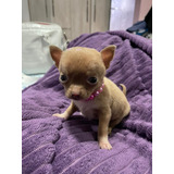 Chihuahua Pelo Curto Filhotes Disponível