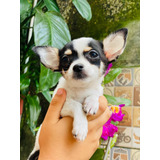 Chihuahua Pelo Curto Magníficos Filhotes