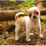 Chihuahua Pelo Curto Maravilhosos Filhotes