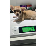 Chihuahua Pelo Curto