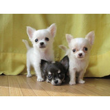 Chihuahua Pelo Longo Bonitos Filhotes