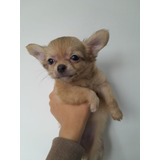 Chihuahua Pelo Longo Fêmea Esperta Filhote