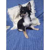 Chihuahua Pelo Longo Fêmea Filhotes Maravilhosos Disponíveis