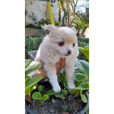 Chihuahua Pelo Longo Simpático Filhote