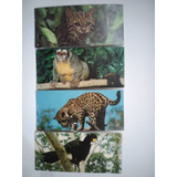 Fauna