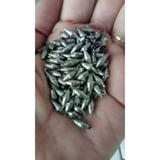 Chumbadas Arroz Tam 0 100 Unid Para Lambari Frete Grátis