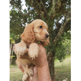 Spaniel