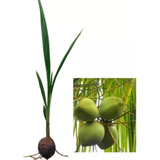 Coco Anão limão Uva ponkam E Jabuticaba 11 Mudas Precoce