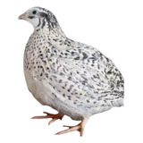 Variadas