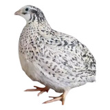 Codorna Gigante Cores Variadas