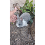 Coelhinho Coelho Mini Lion