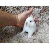 Coelho Anao Mini Coelho Anão Mini Lop Teddy Dwerg