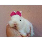 Coelho Anao Mini Coelho Menor Do Mundo Netherland Dwarf