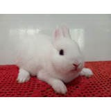 Coelho Anao Mini Coelho Menor Do Mundo Netherland Dwarf