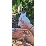 Coelho Anão Netherland Dwarf Baby