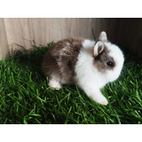 Coelho Anão Netherland Dwarf Pet