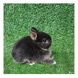 Dwarf