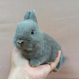 Dwarf
