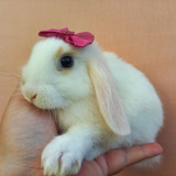Coelho Mini Lop Fêmea