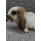 Coelho Mini Lop Linhagem Uruguaia