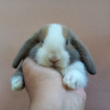 Coelho Mini Lop Uruguaio