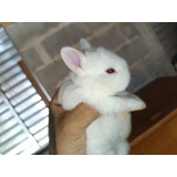 Coelho Mini Netherland Dwarf Anão