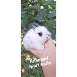 Dwarf
