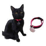 Coleira Anti Enforcamento Gato Placa Identificação Gravada