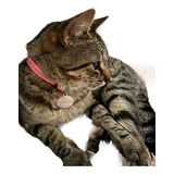 Gatos