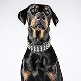 Coleira De Couro Genuíno Para Cães Grandes Da Bestia 6 35 Cm De Largura Acolchoado Macio Muito Durável E Confortável Feito à Mão Pitbull Cane Corso Rottweiler Bully Amfit Bestia M Fits A Neck Of 16 7 To 19 7 Inch Preto SS1MBL1