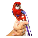 Agapornis