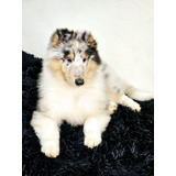 Collie Lassie Lindos Filhotes Com Pedigree Cbkc E Fci