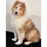 Collie Lassie Lindos Filhotes Machos Com Pedigree Cbkc