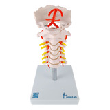 Cervical