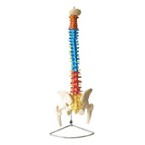 Coluna Vertebral Colorida Em Tamanho Natural 4d anatomy Mod Anatomico