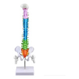 Coluna Vertebral Esqueleto   Anatomia Humana   45cm Colorida
