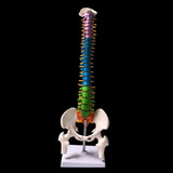 Coluna Vertebral Esqueleto Anatomia