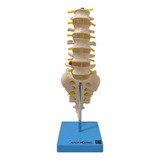 Coluna Vertebral Lombar Anatomico Tamanho Natural Anatomic Tgd 0145 b
