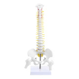 Coluna Vertebral Modelo Anatômico Humana 45