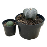 Combo Astrophytum Asteria E Mirostigma Lindas