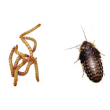 Combo Engorda P Tenebrio Molitor Barata Blaptica Dúbia