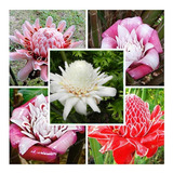 Combo Sementes De Bastão Do Imperador Vermelho Branco Rosa